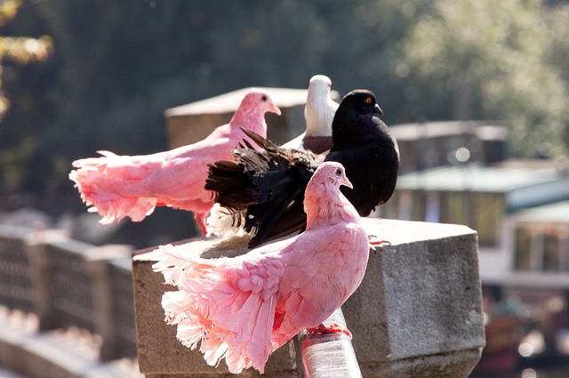 澳超半场：拉赫马尼破门，墨尔本城1-0纽卡斯尔喷气机